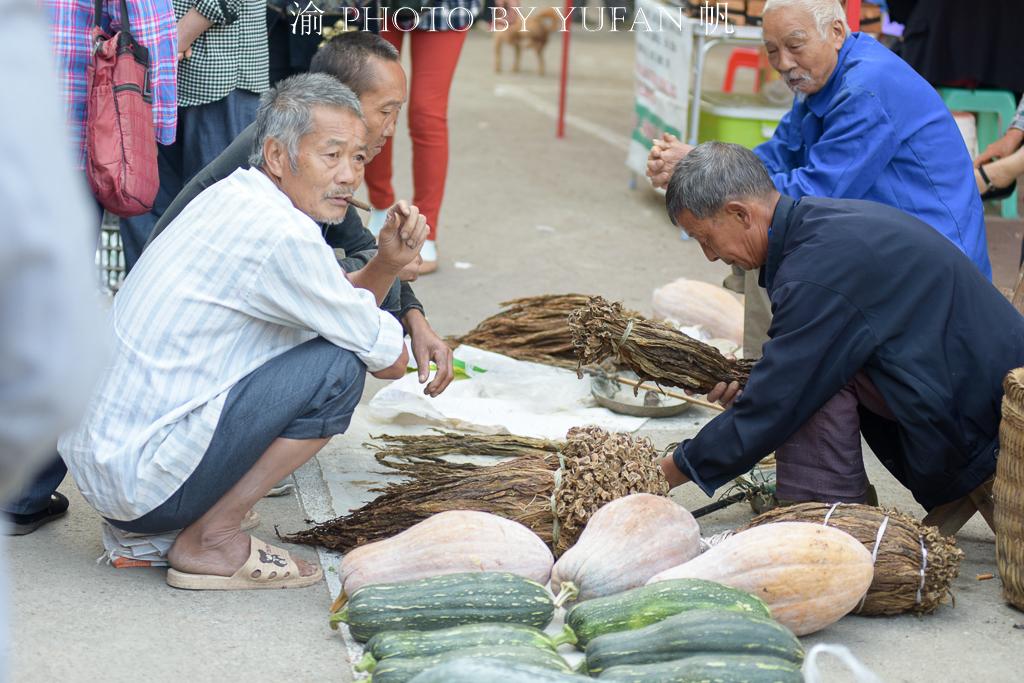 丝瓜价格最新行情分析