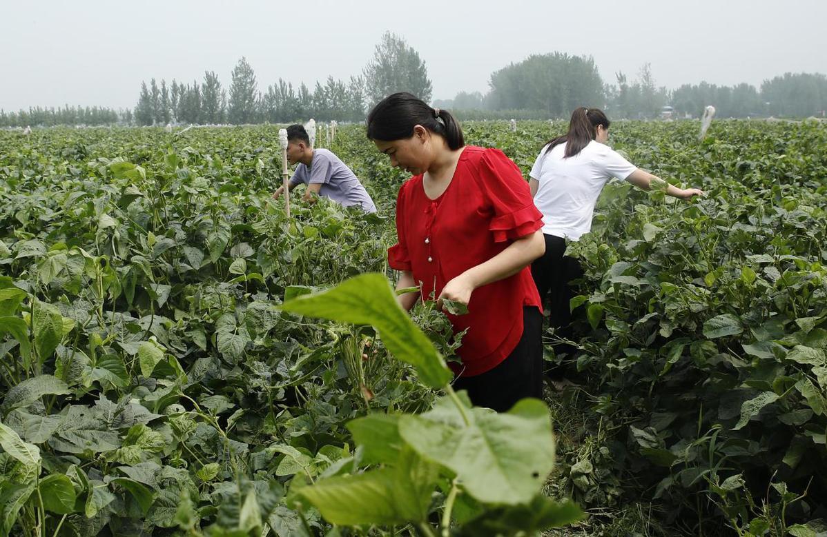 最新豆虫养殖技术及其应用前景