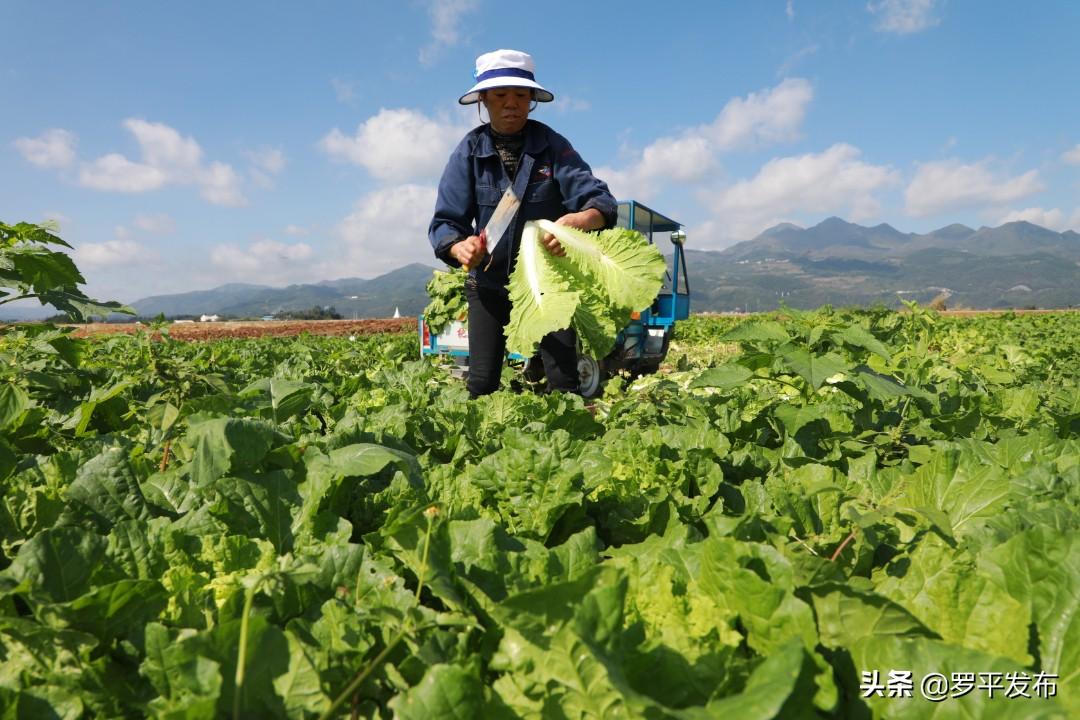 罗平大水塘最新照片，自然之美的瞬间定格